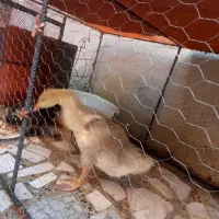 قو غاز و اردک