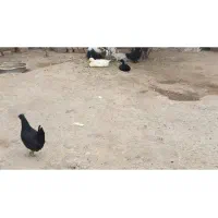 اردک