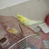 عروس هلندی