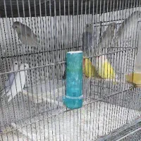 طوطی کوتوله برزیلی سبز گم شده عروس هلندی مرغ عشق