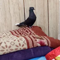 500|پرنده|رامهرمز, |دیوار