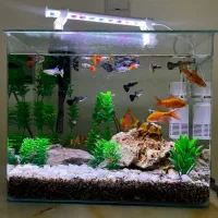 ماهی گوپی و لوچ دلقک باکیفیت زیره قیمت|ماهی|تهران, هروی|دیوار