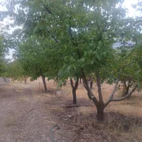 فروش-زمین-باغ-شهری-مستثنیات