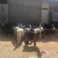 فروش کهره بیگ نر ماده