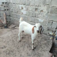 کهره|حیوانات مزرعه|قشم, |دیوار