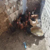 مرغ فروشی به شرط سالمی