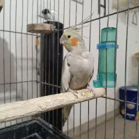 عروس هلندی مولد