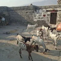 فروش بز زاییده باکهره وکهره نر پازن
