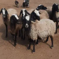 گوسفند نژاد برتر شال 7 راس میش ابستن مایه کرده