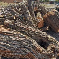 خرید چوب|خدمات باغبانی و درختکاری|آباده, |دیوار