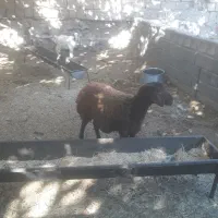 بره افشاری ماده عالی درجه یک|حیوانات مزرعه|صحنه, |دیوار