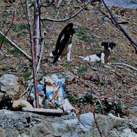 یک عدد توله سگ پاکوتاه نگهبان مرغ و خروس