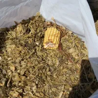 ذرت علوفه ایی