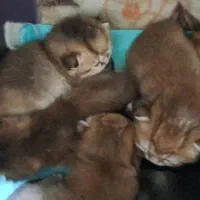 پیش فروش توله های اسکاتیش گلد|گربه|ساری, |دیوار