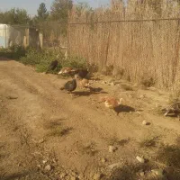 تُخمِ نُطفِه دارِ بوقلمونِ نِژادِ بُرُنز و بوربُن