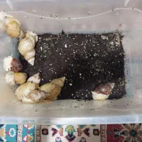 فروش حلزون آچاتینا آلبینو با ظرفش به صورت کلی