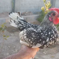 خروس سبرایت|حیوانات مزرعه|اصفهان, شاهد|دیوار