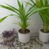 دو عددگل پاندانوس