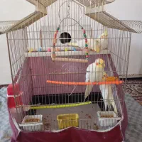 عروس هلندی