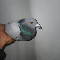 کبوتر مسافتی مهردار شرطی