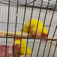 طوطی برزیلی دستی