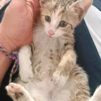 واگذاری گربه