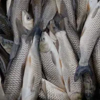 فروش بچه ماهی کپور و آمور|ماهی|ساری, |دیوار