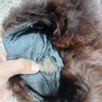 کلاه پوست|لباس|محمدشهر, محمدشهر|دیوار