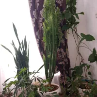 گل آفوربیا سرحال
