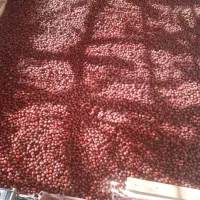 فروش باغ فخرآباد