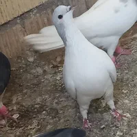 کفترشهری نر|پرنده|شیراز, سعدیه شمالی|دیوار