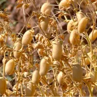 کشت نخود بهاره