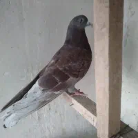 کبوتر کفتر|پرنده|قم, نخودی|دیوار