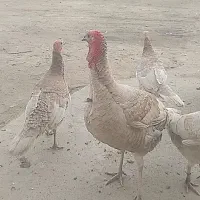 بوقلمون محلی|حیوانات مزرعه|گنبد کاووس, |دیوار