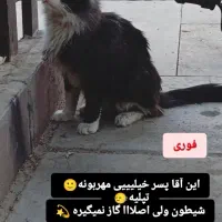 واگذاری رایگان گربه