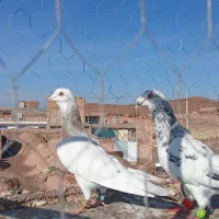 فروش پرنده کفتر