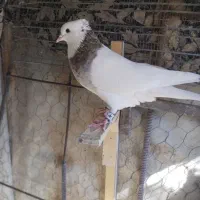 طوقی سور سفید|حیوانات|بم, |دیوار