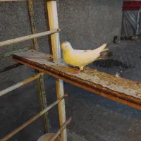 کفتر شصتی افغانی