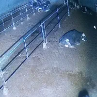 گاو آبستن  وشیری فروشی