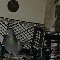 کبوتر|پرنده|بندر ترکمن, |دیوار