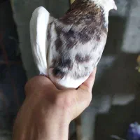 طوقی خال دار فولادی سیاه الماسی