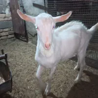فروش کهره نر سانن اصل|حیوانات مزرعه|شیراز, شهرک سعدی|دیوار