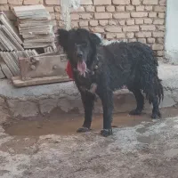 سگ نر گله ای