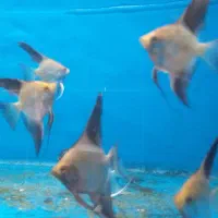 ماهی انجل مولد