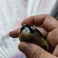 سهره دورگ چهار گل نر|پرنده|یاسوج, |دیوار