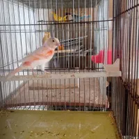 قناری موزاییکی فایو نژاد دار معاوضه با سهره|پرنده|کبودرآهنگ, |دیوار