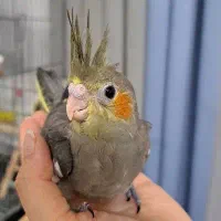 جوجه عروس هلندی|پرنده|بندر انزلی, عباس آباد|دیوار