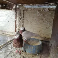 نروماده طوقی