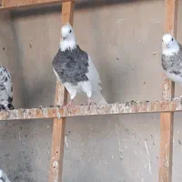کبوتر