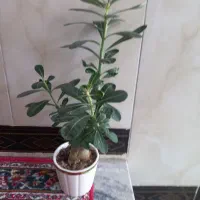 گل آدنیوم|گل و گیاه طبیعی|کرمانشاه, |دیوار